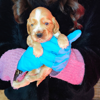 Cuccioli maschi di Cocker Spaniel fulvi