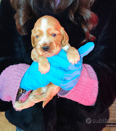 Cuccioli maschi di Cocker Spaniel fulvi