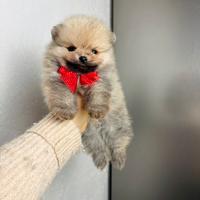 Volpino pomerania TOY di 2 mesi cucciolo