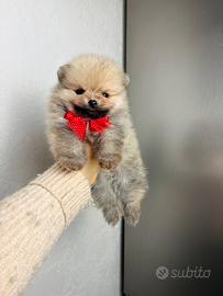 Volpino pomerania TOY di 2 mesi cucciolo
