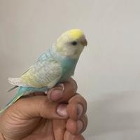 Cocorite allevate a mano