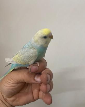 Cocorite allevate a mano