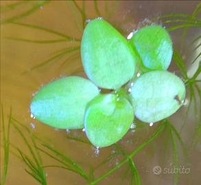 Limnobium levigato