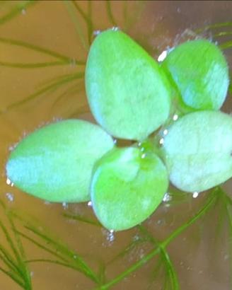 Limnobium levigato