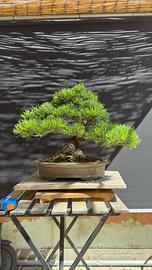 Bonsai Pino pentaphylla