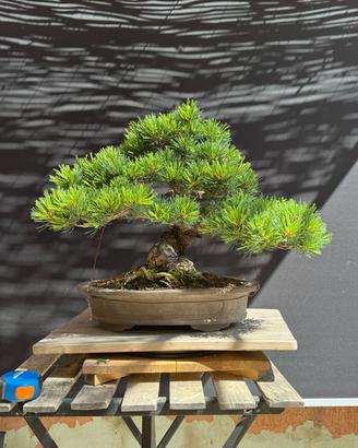 Bonsai Pino pentaphylla