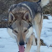 Adozione lupo cecoslovacco