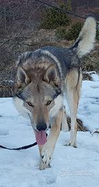 Adozione lupo cecoslovacco