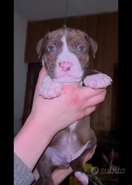 Cuccioli Pitbull