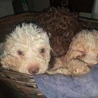 Cuccioli lagotto romagnolo