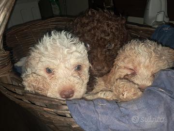 Cuccioli lagotto romagnolo