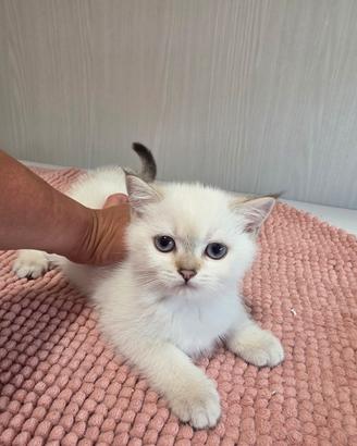 Scottish fold e straight