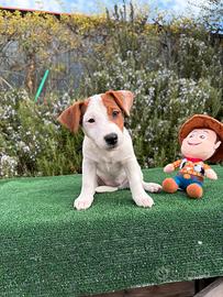 Cucciole di Jack Russell Terrier
