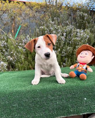 Cucciole di Jack Russell Terrier