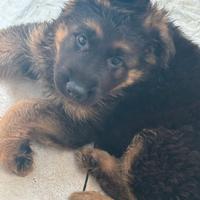 Cuccioli Pastore Tedesco Pelo Lungo