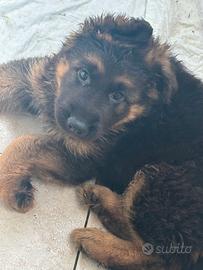 Cuccioli Pastore Tedesco Pelo Lungo
