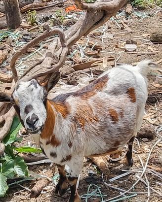 Capra tibetana