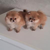Cuccioli di spitz pomerania taglia mini toy