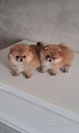 Cuccioli di spitz pomerania taglia mini toy