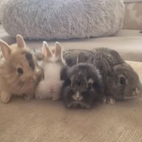 Conigli nani testa di leone