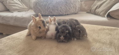 Conigli nani testa di leone