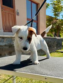 Jack Russell altissima genealogia