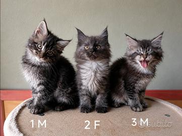 Cuccioli Maine coon disponibili