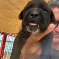 Cuccioli cane corso