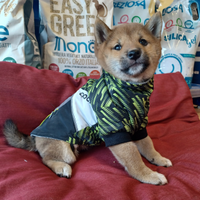 Shiba inu cucciolo maschio