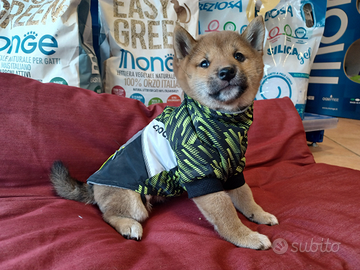 Shiba inu cucciolo maschio