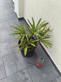 Varie piante da giardino vaso 15 e 26