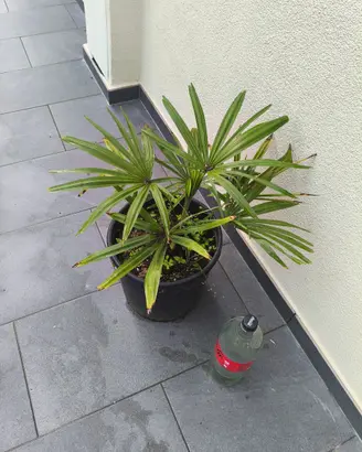 Varie piante da giardino vaso 15 e 26