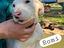 Immagine 5