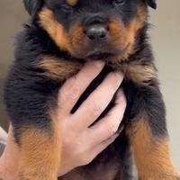 Rottweiler