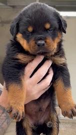 Rottweiler