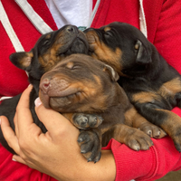 Cuccioli di dobermann