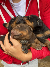 Cuccioli di dobermann