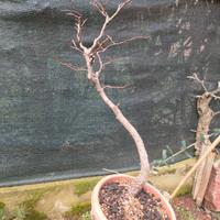 pre bonsai di faggio 