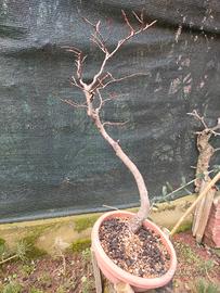 pre bonsai di faggio 