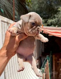 Bulldog francese