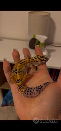 Geco leopardino