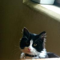 Gattino maschio 10 mesi