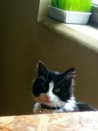 Gattino maschio 10 mesi