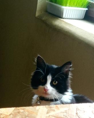 Gattino maschio 10 mesi