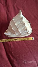 conchiglia gigante CASSIS CORNUTA 25cm

D


