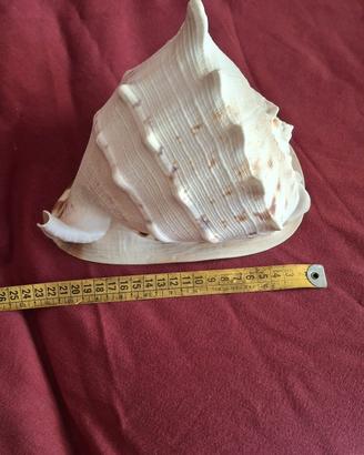 conchiglia gigante CASSIS CORNUTA 25cm

D


