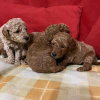 Cuccioli di barboncino