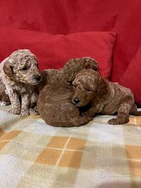 Cuccioli di barboncino