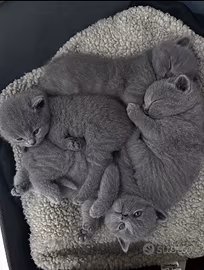 Cuccioli British shortair