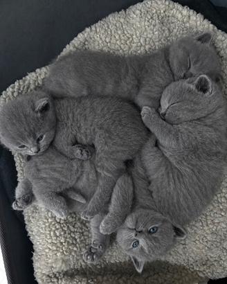Cuccioli British shortair